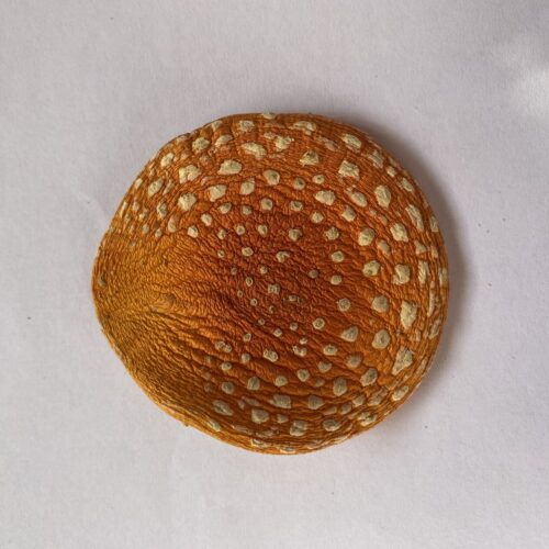 1240D098-EDD1-4B82-9