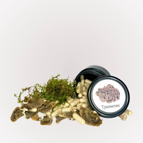 Траметес різнокольоровий в капсулах