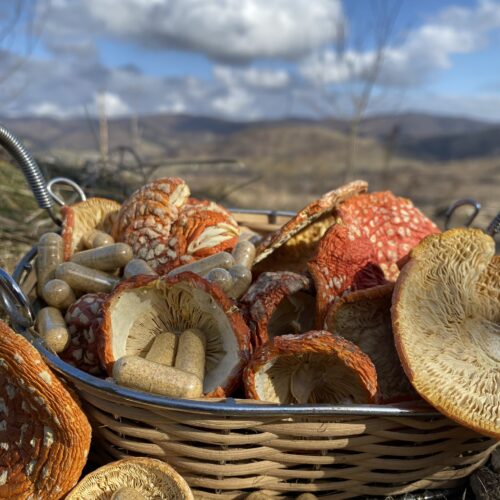 A600849A-BACB-4E4D-B