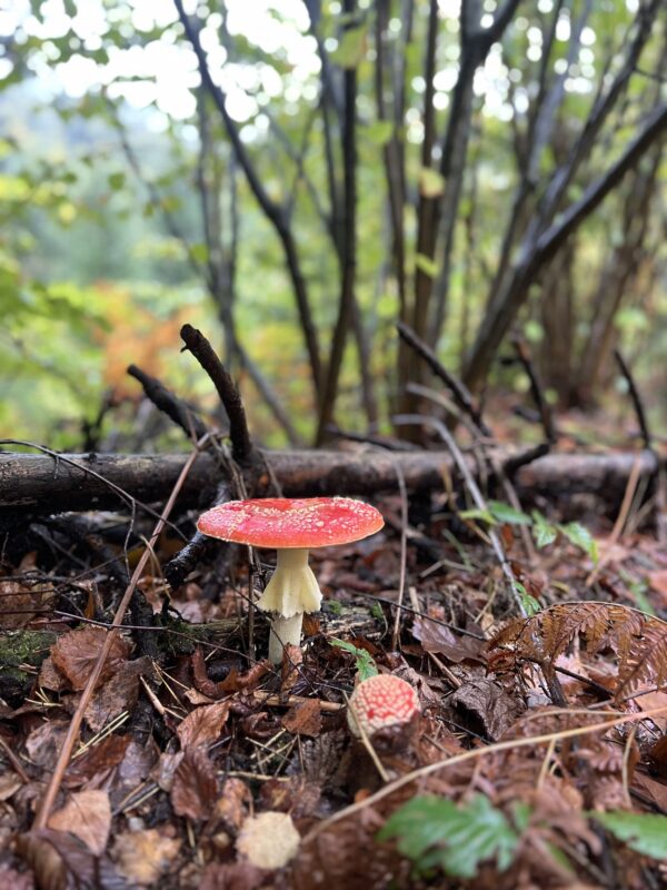 Сирий червоний мухомор, що росте в лісі: джерело мусцимолу для мікродозингу